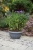Doniczka misa Verona Verdenia 20 cm grafit – okrągła, 2 L