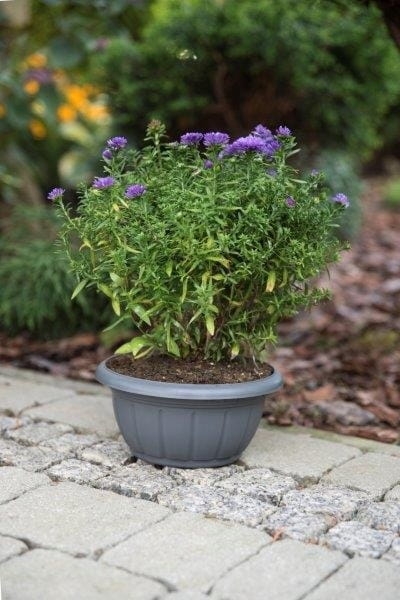 Doniczka misa Verona Verdenia 20 cm grafit – okrągła, 2 L