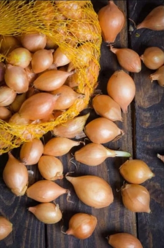 Cebula dymka Sturon 250 g - żółta, aromatyczna, do przechowywania