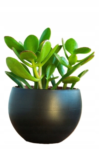Osłonka do kwiatów 12 cm grafit