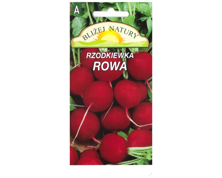 Rzodkiewka okrągła rowa czerwona