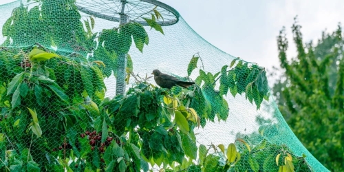 Siatka przeciw ptakom 2x20m Planta