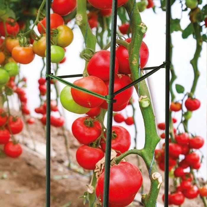 Pergola podpórka pod kwiaty pomidory Plantina 150 cm